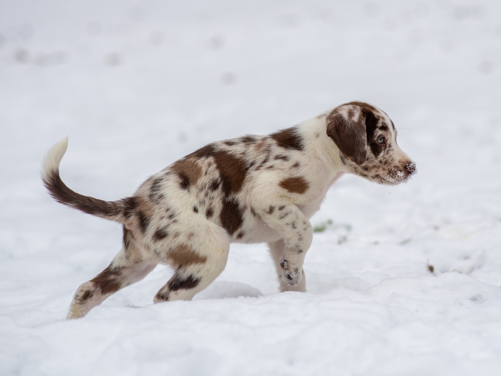 Маленький пятнистый голубоглазый щенок на снегу
