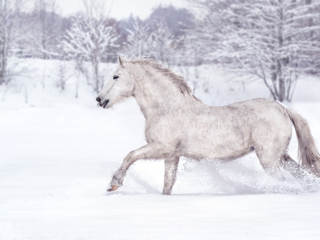 Белый конь скачет по белому снегу