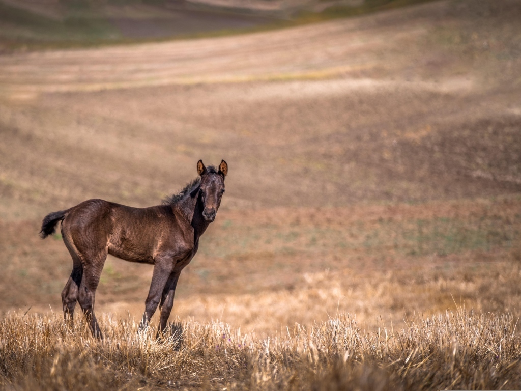 Жеребенок на пастбище 