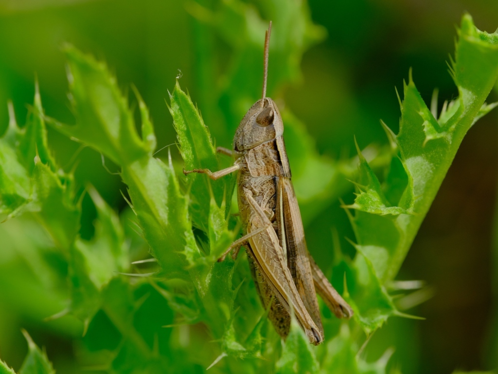 Большой кузнечик сидит на зеленой траве