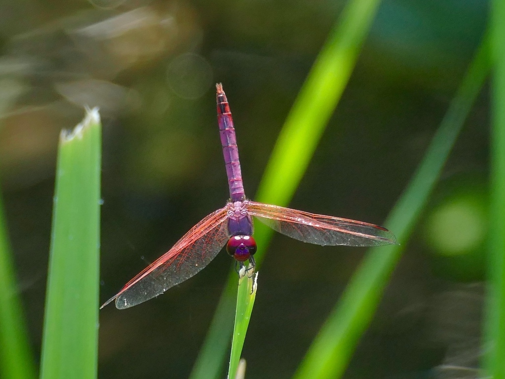 Сиреневая стрекоза сидит на зеленой траве