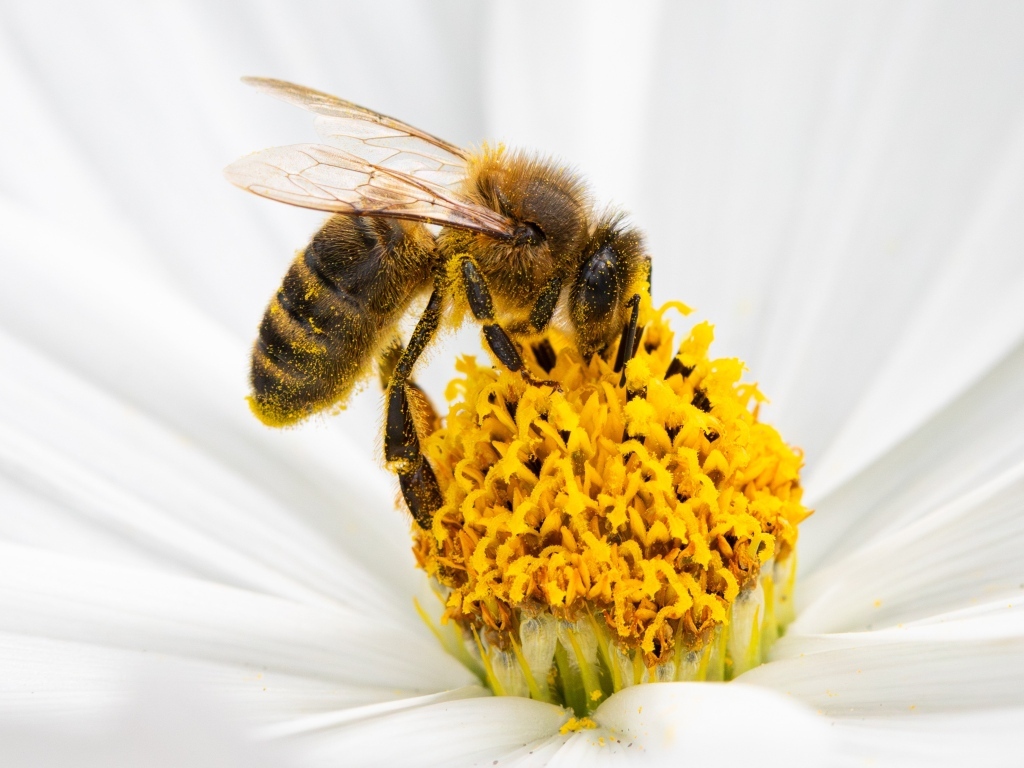 Маленькая пчела сидит на белом цветке космеи