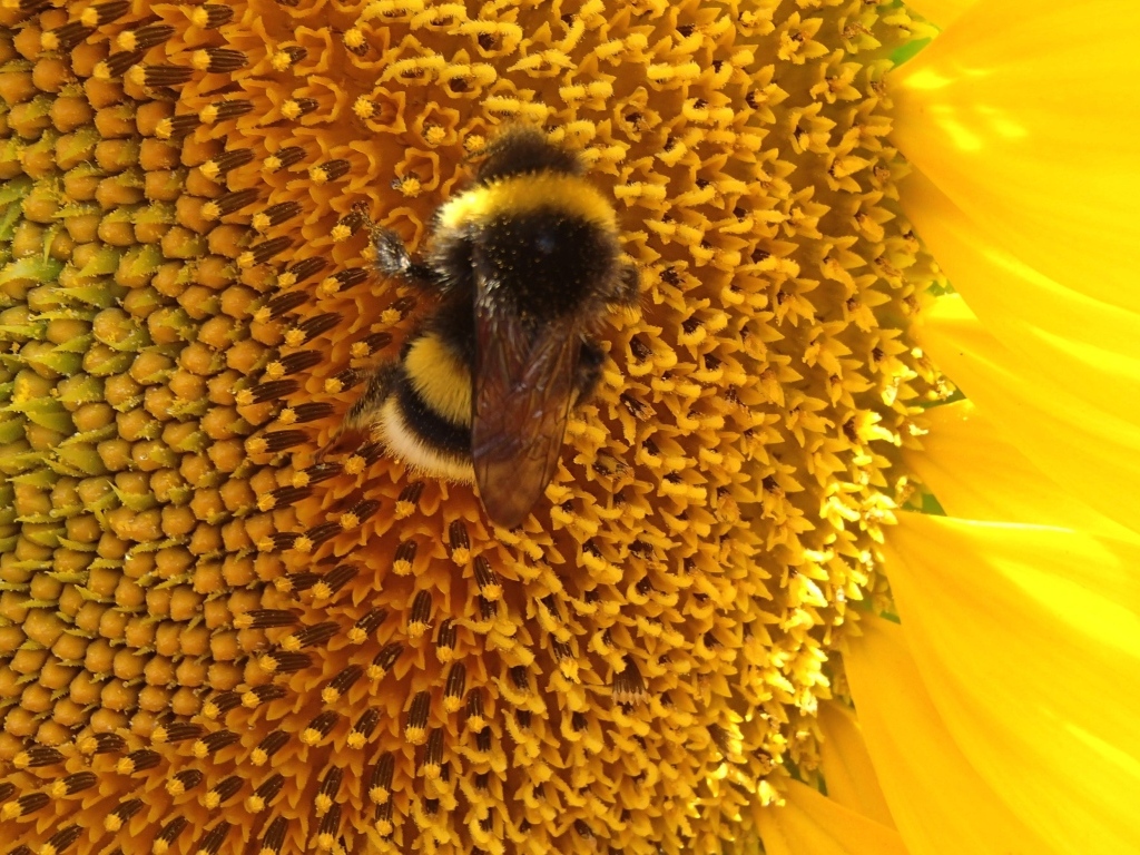 Большой полосатый шмель на цветке подсолнуха