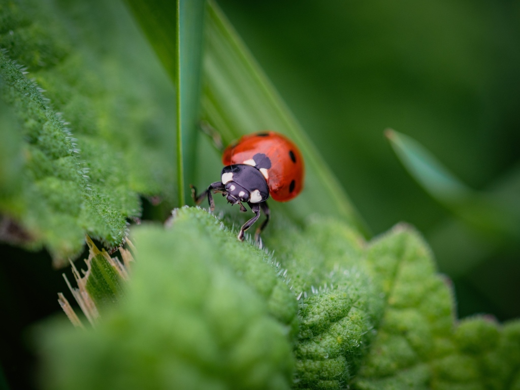 Маленькая божья коровка на зеленом листке