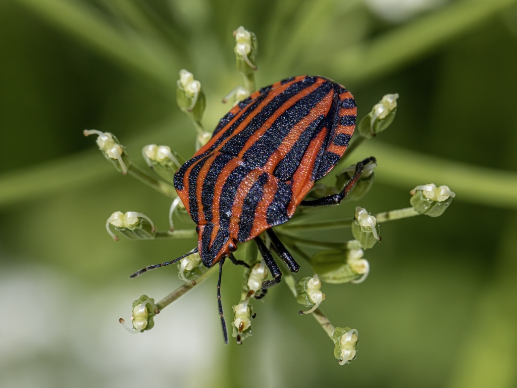Красный клоп сидит на растении