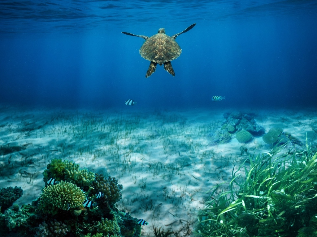 Большая черепаха плывет глубоко под водой