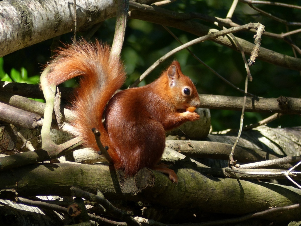 Рыжая белка с орехом сидит в сухих ветках