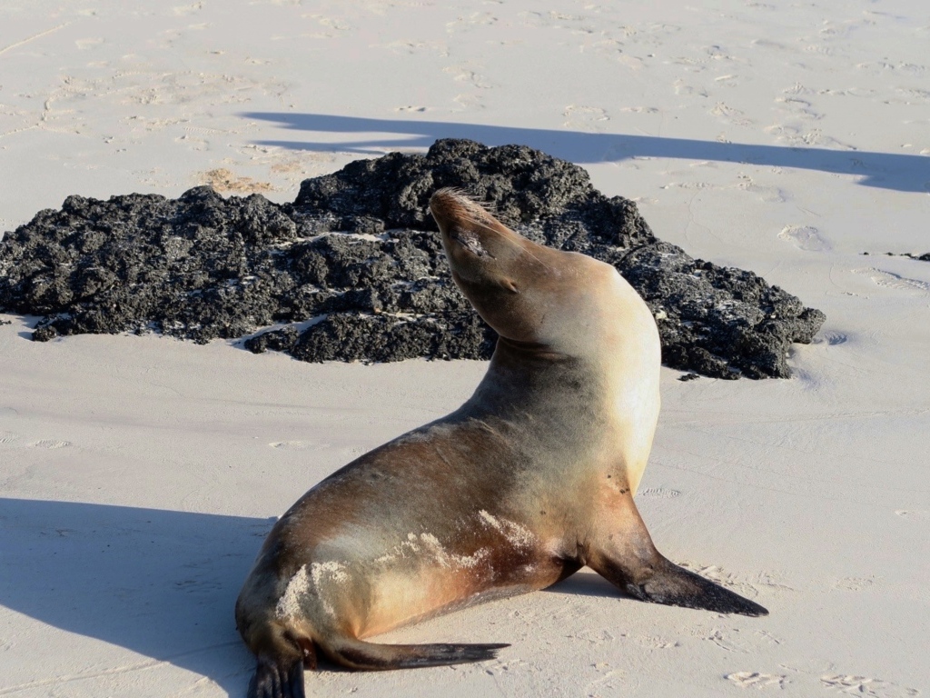 Морской котик греется на солнце на пляже