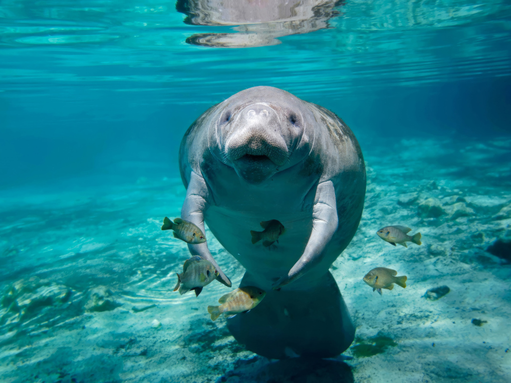 Ламантин с рыбами плавает под водой