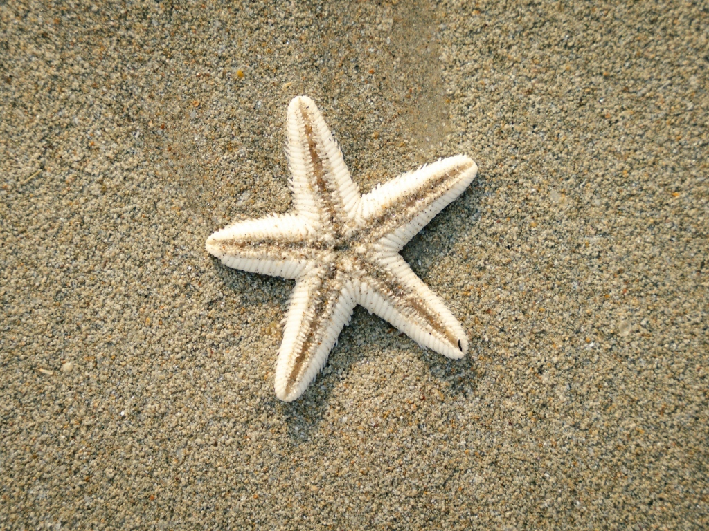 Морская звезда на песке на пляже летом
