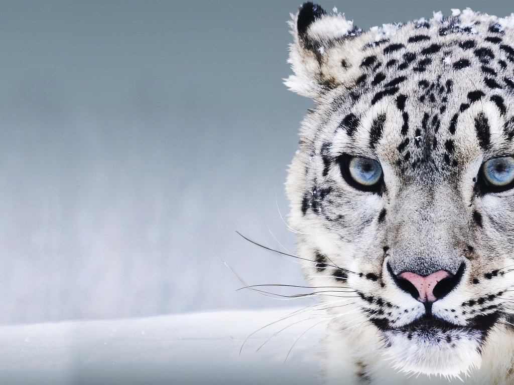 Большой голубоглазый снежный барс