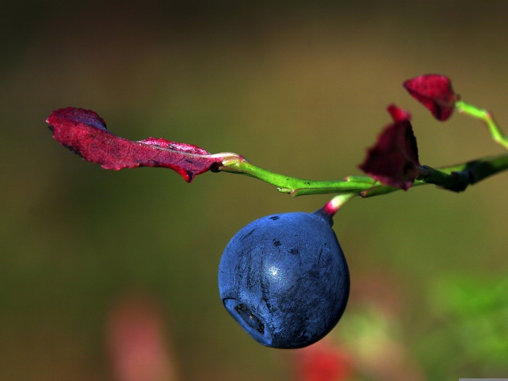 Ягода черники на ветке макросъемка