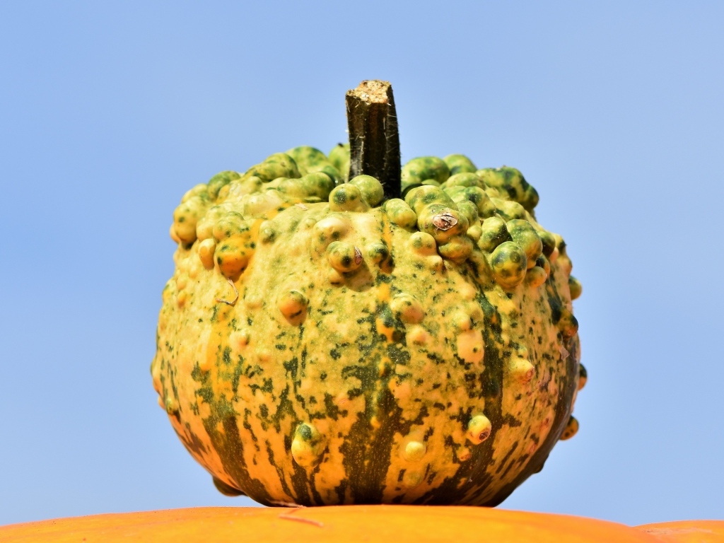 Большая тыква на фоне голубого неба