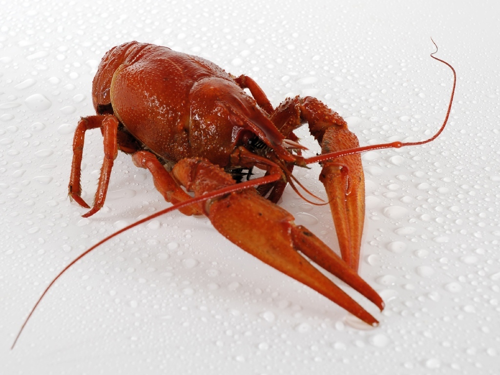 Красный вареный рак на мокрой белой поверхности