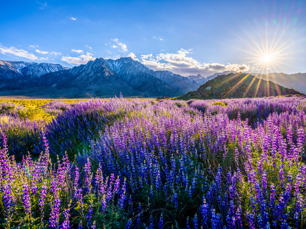 Яркое солнце над горами светит на поле с люпинами