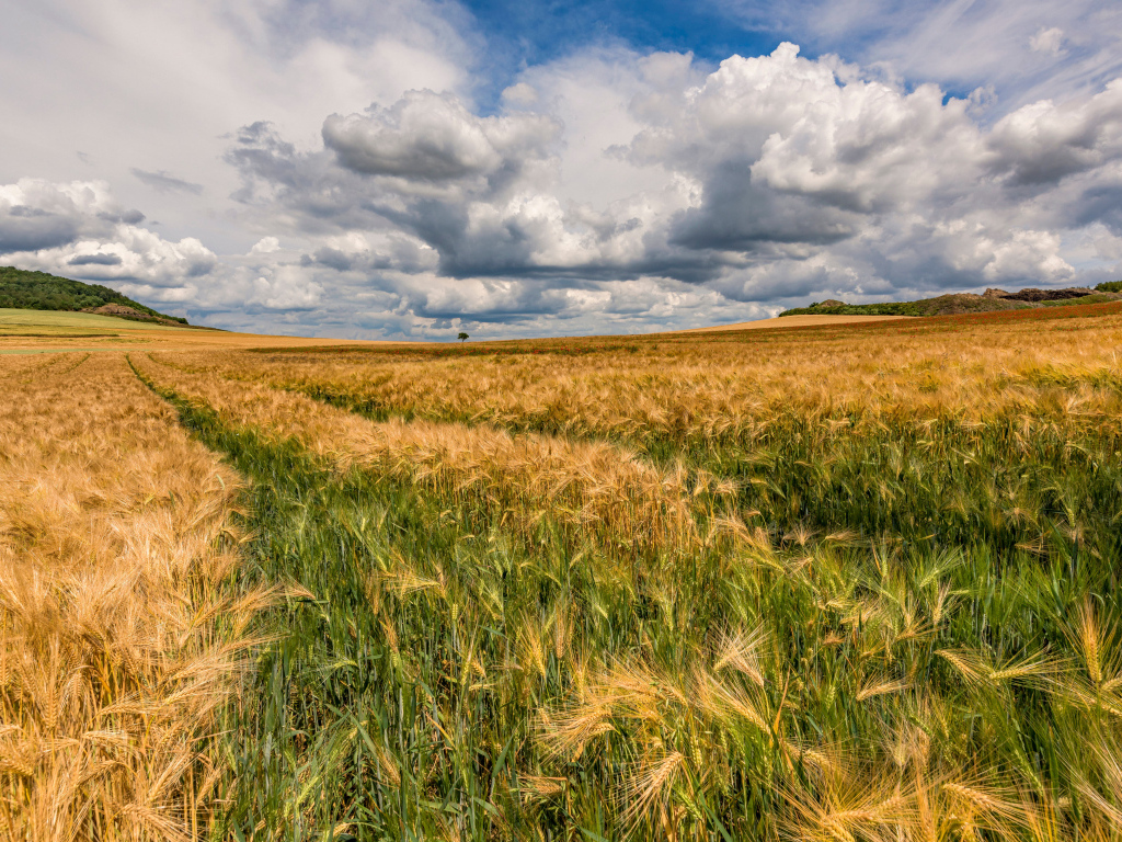 Пшеничное поле под густыми белыми облаками в небе