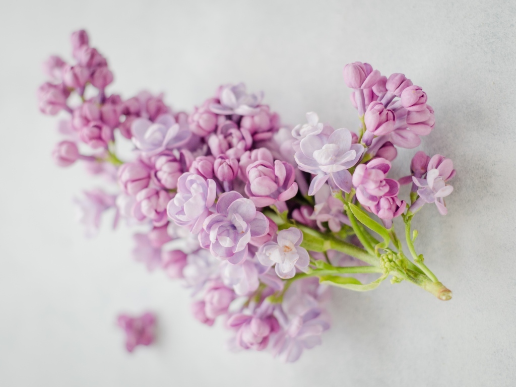 Ветка розовых цветов сирени на сером столе