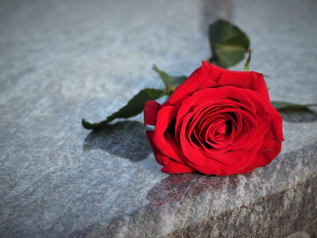 Красная роза лежит на серой гранитной плите