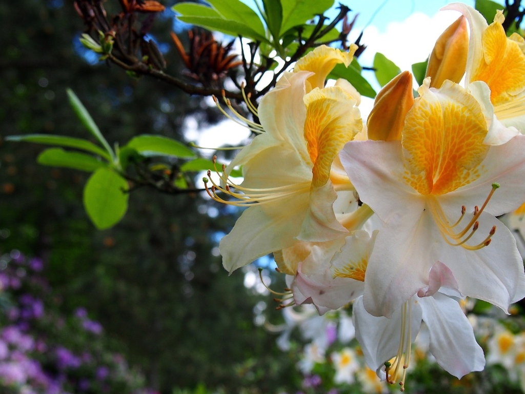 Красивые цветы азалии на ветках