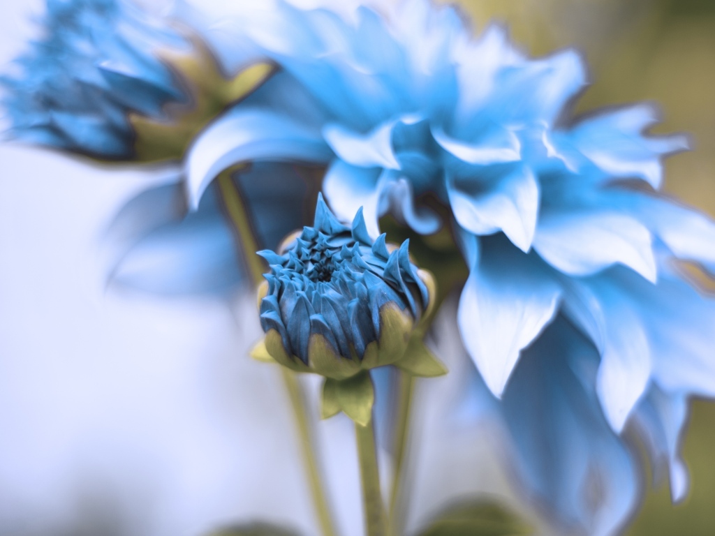 Синие распускающиеся цветы георгина