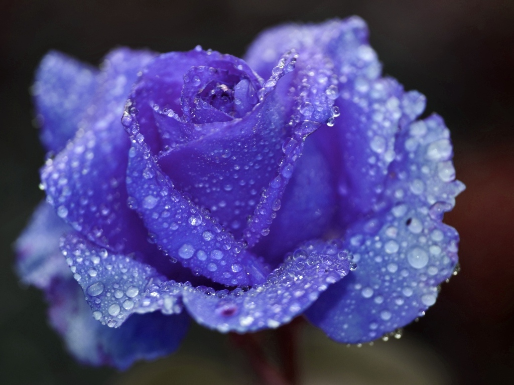 Синяя роза в каплях воды крупным планом