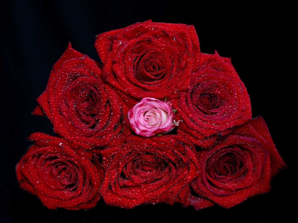 Букет красных роз в каплях воды на черном фоне