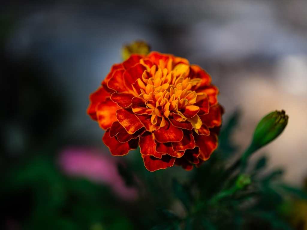 Цветок оранжевого ароматного бархатца крупным планом