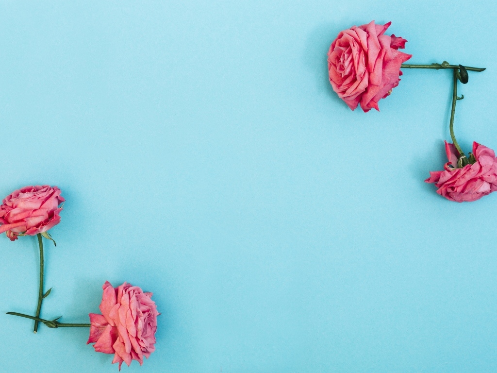 Декор из розовых роз на голубом фоне