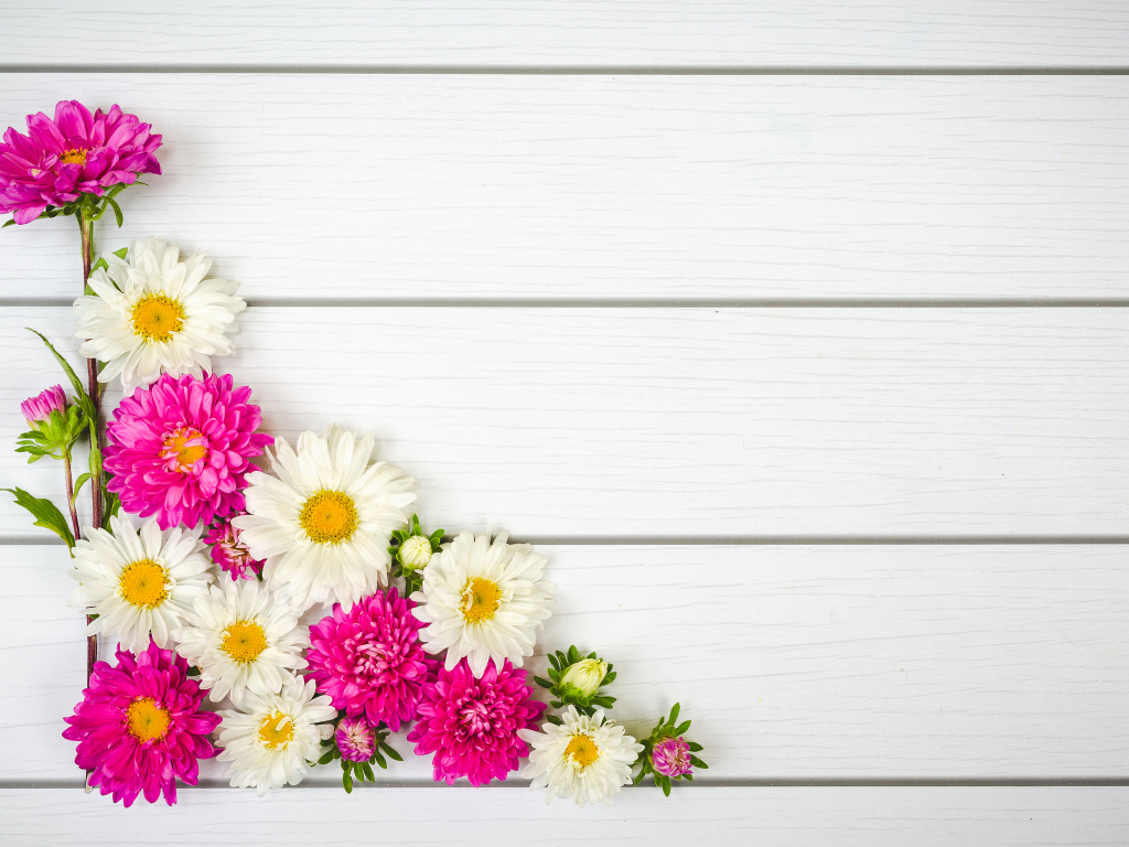 Декор из белых и розовых цветов астры на белом фоне