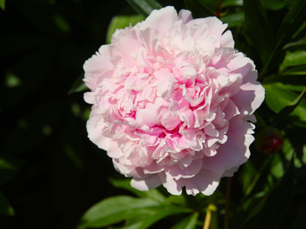 Ароматный розовый пион на клумбе в лучах солнца