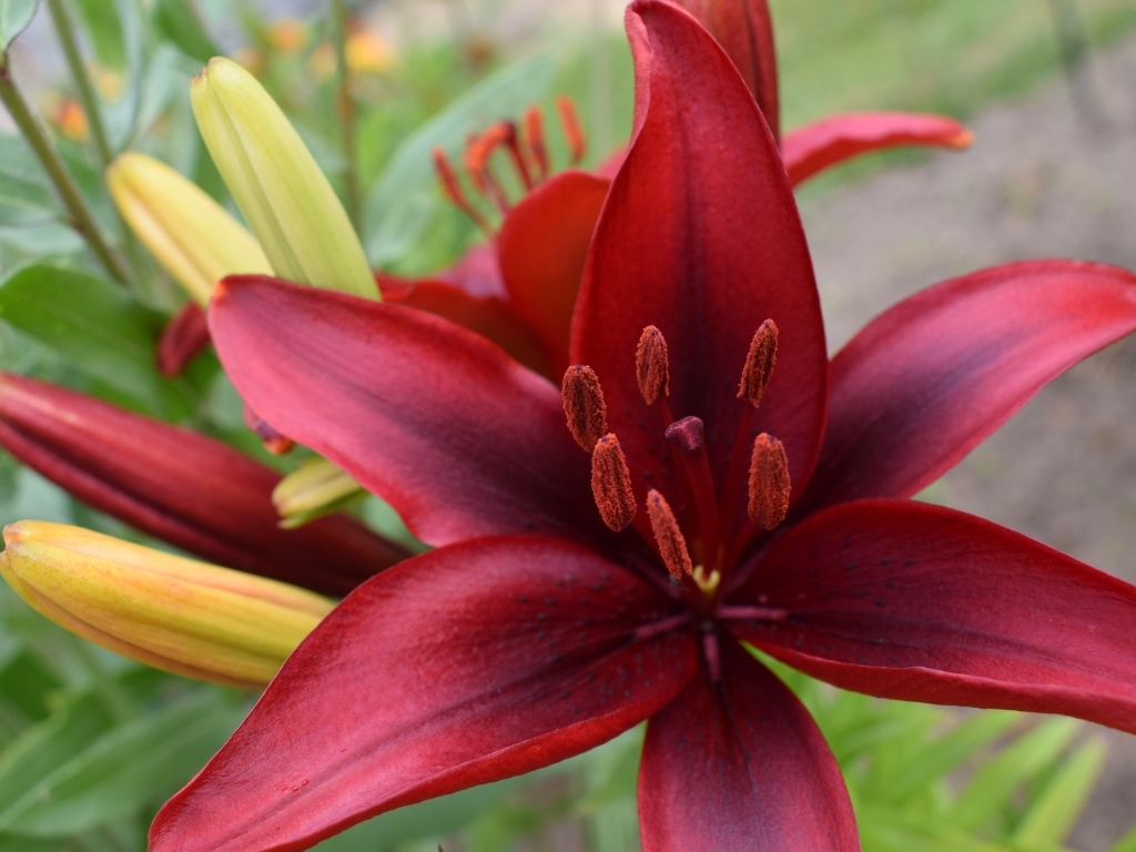 Большие красные лилии с бутонами на клумбе