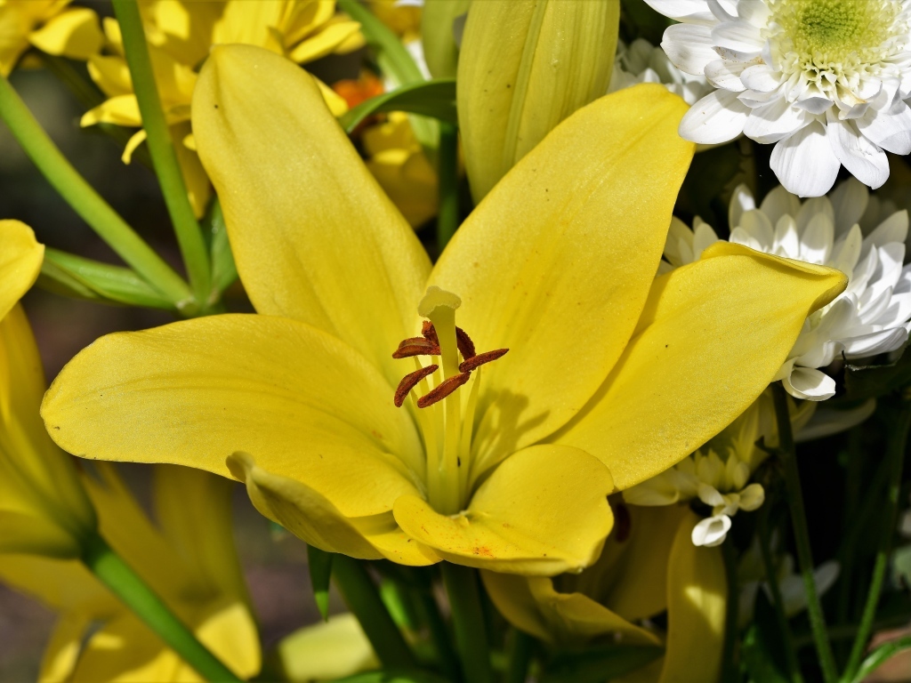 Крупные желтые лилии в букете с хризантемами