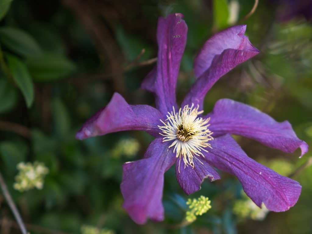 Сиреневый цветок садового клематиса
