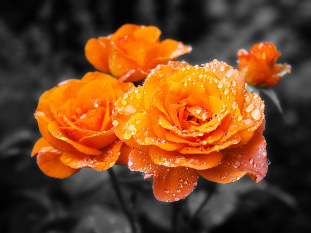 Оранжевые розы в каплях воды