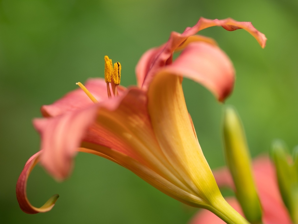 Розовый цветок лилейника на зеленом размытом фоне