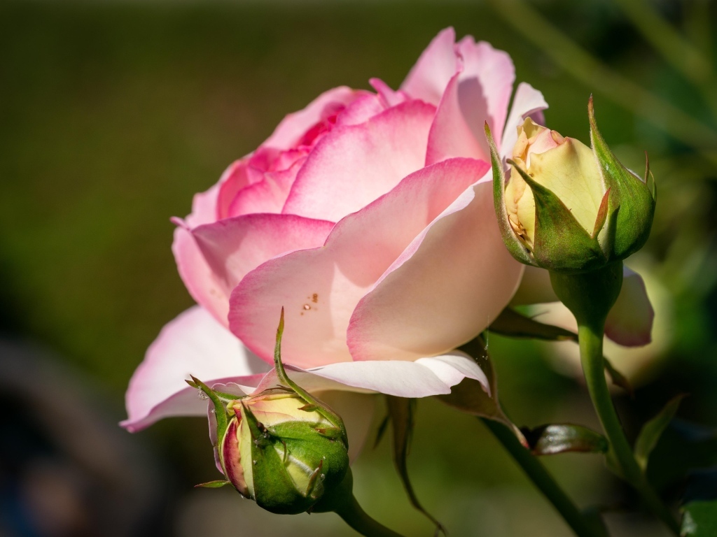 Розовая садовая роза с бутонами в лучах солнца