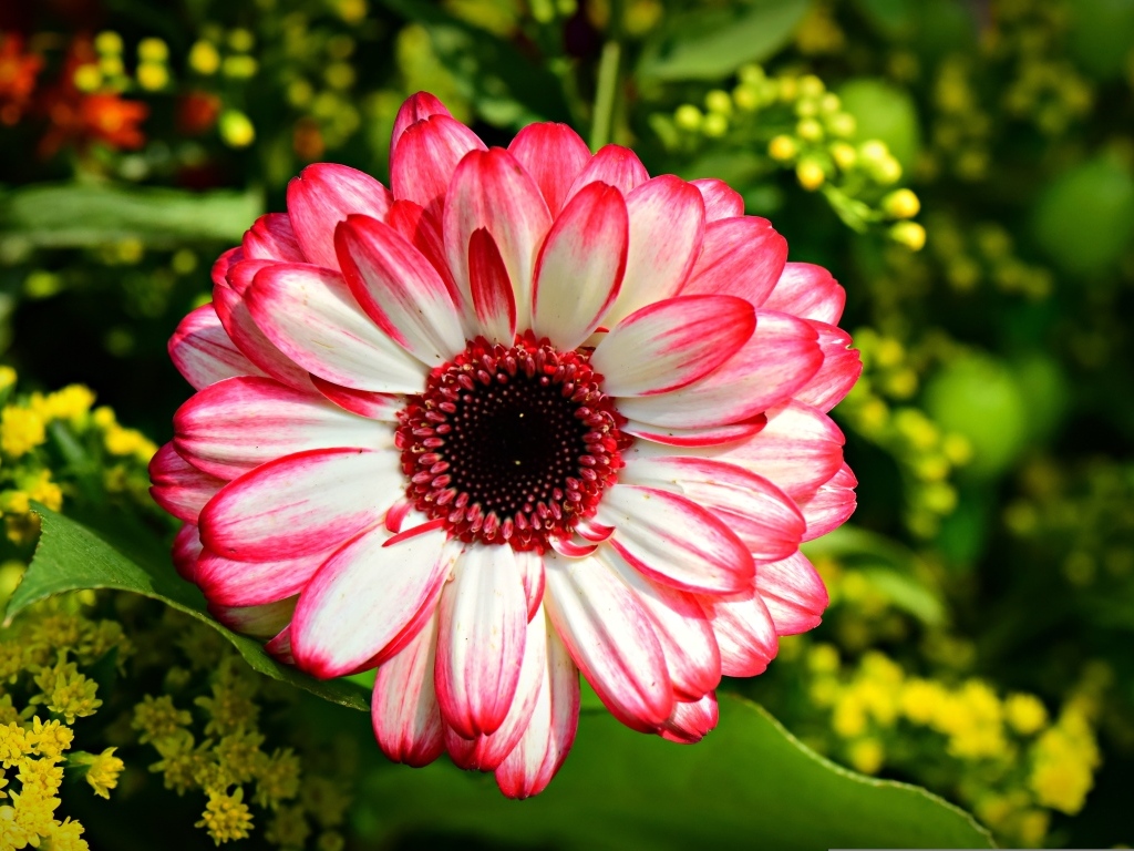 Розовая гербера крупным планом на клумбе