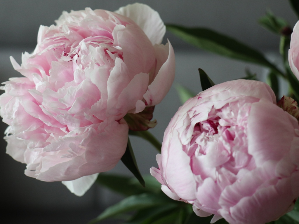 Розовые пионы в комнате крупным планом