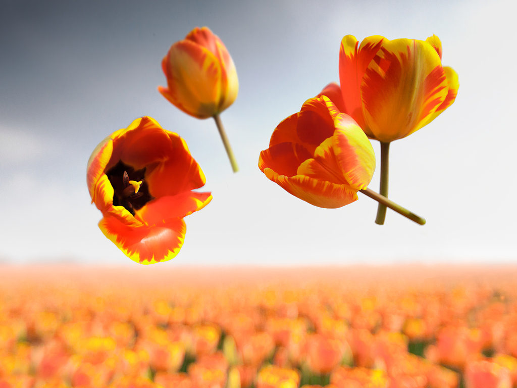 Сорванные цветы тюльпана в воздухе