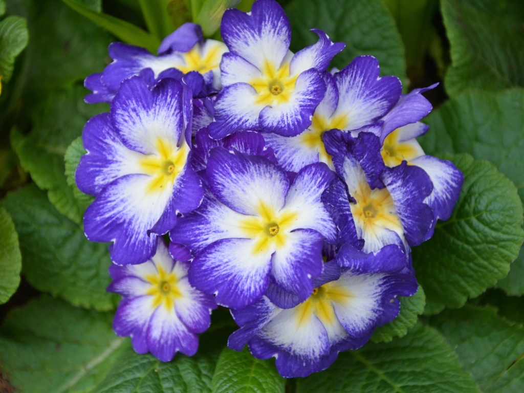 Фиолетовый комнатный цветок примула крупным планом