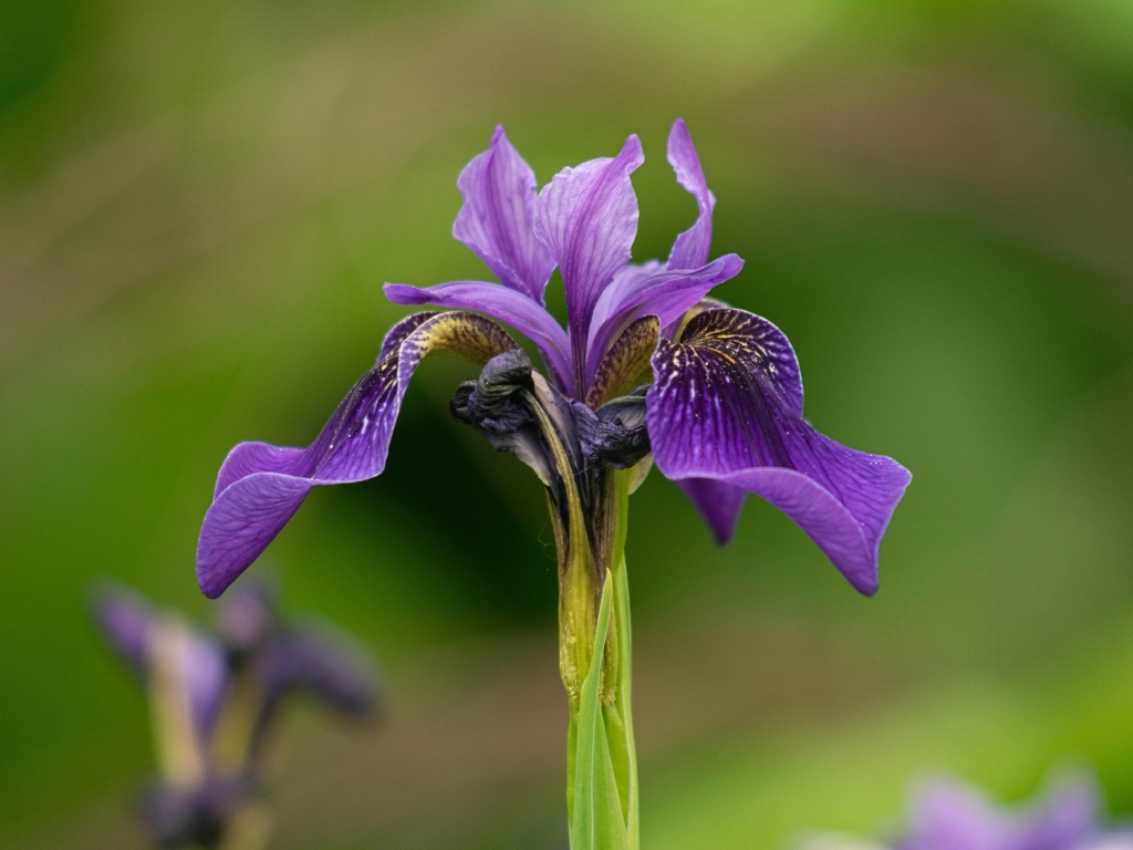 Фиолетовый цветок ириса крупным планом