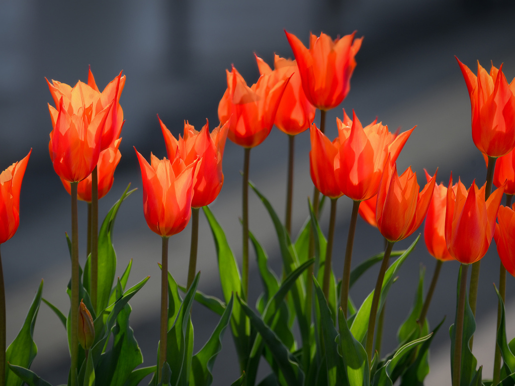 Красные тюльпаны в лучах солнца на клумбе весной