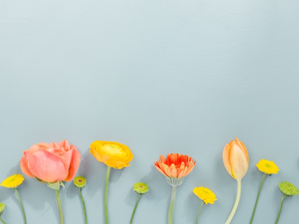 Роза, герберы и тюльпан на сером фоне