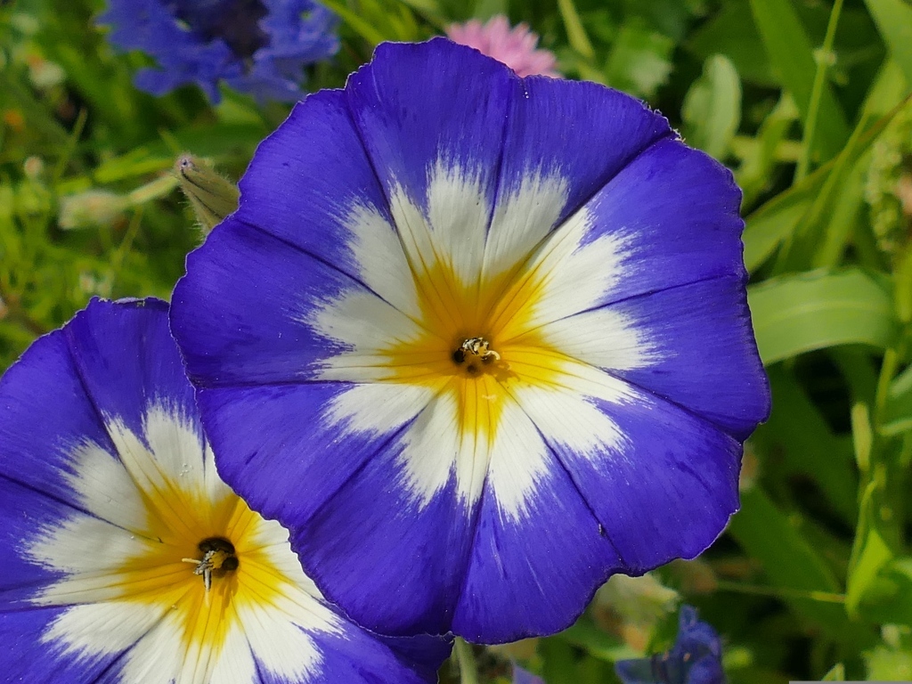 Два крупных цветка ипомеи