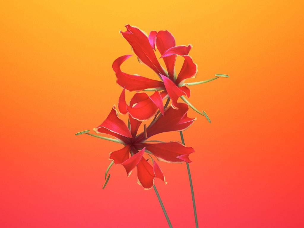 Необычные красные цветы лилии 