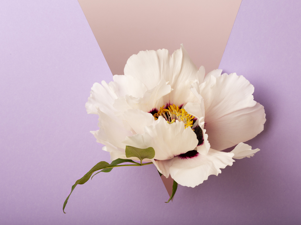 Белый цветок на фиолетовом фоне