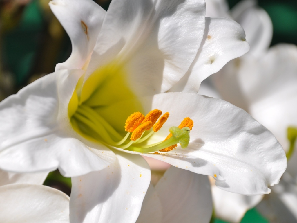 Белые лилии с желтой серединой