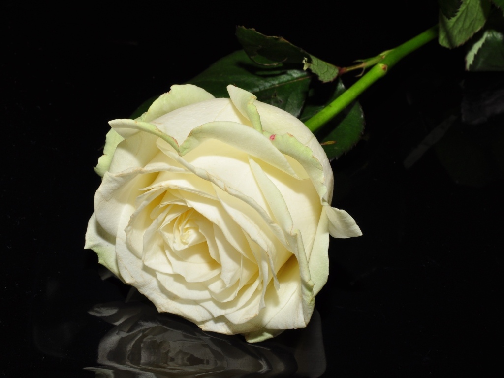 Белая роза отражается в черной поверхности 