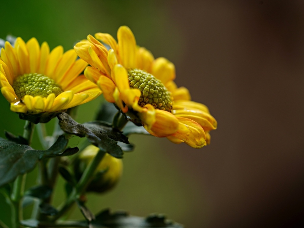 Желтые ромашковидные хризантемы с бутонами