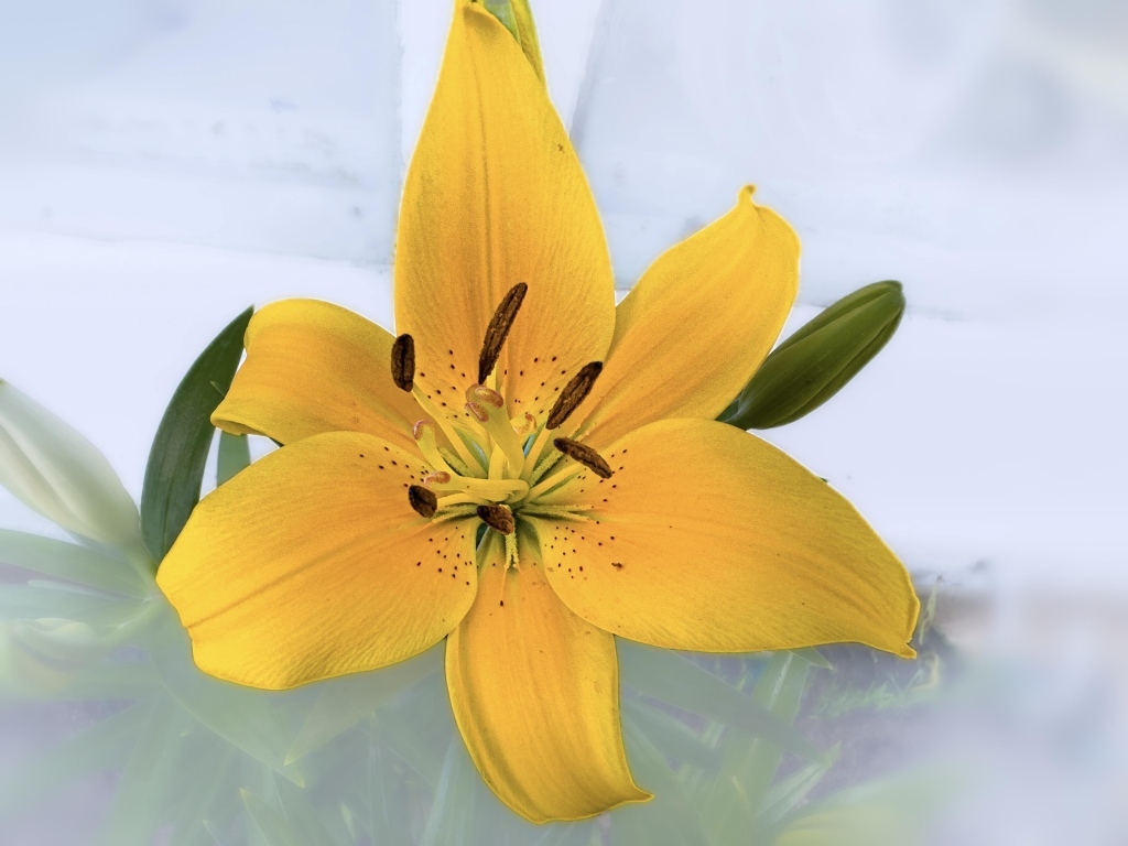 Желтый цветок лилии на прозрачном фоне